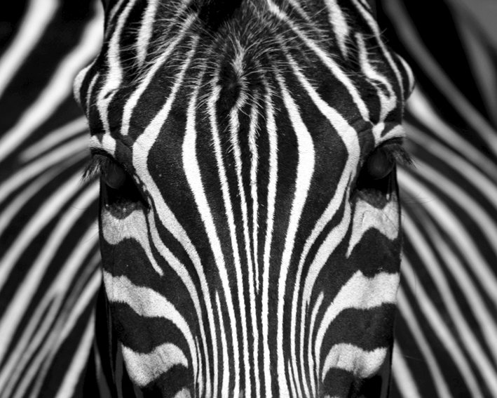 animal_zebra_smpc_08_blog1